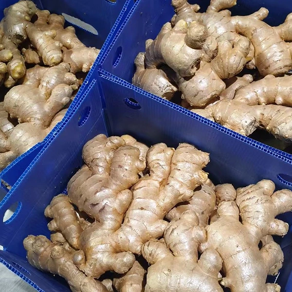Ole Maketi ole Ginger fou e talia le fa'aleleia o tulaga lelei