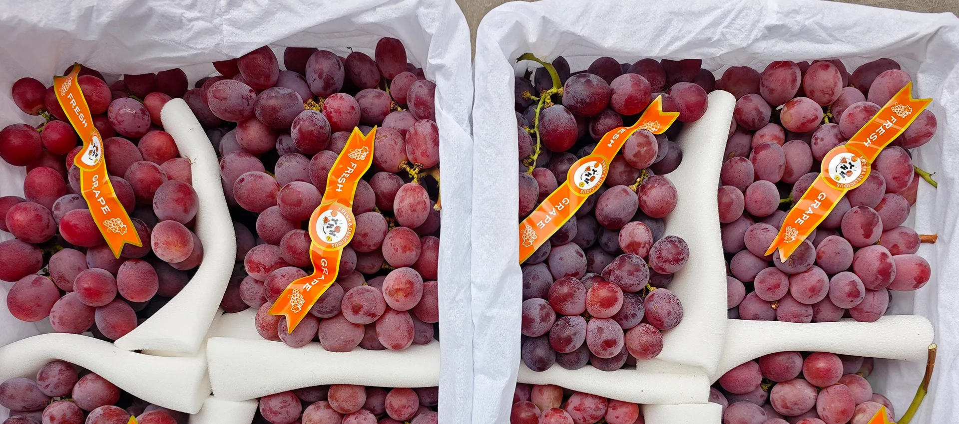 Saina Premium Fresh Grapes Supplier