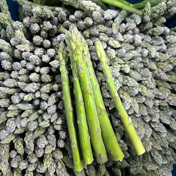 Asparagus Green Frozen Filifilia mo Au'aunaga Taumafa ma le Sapalai Mea'ai