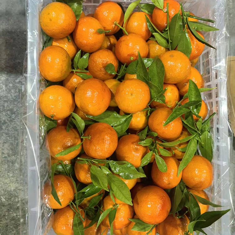 Mashui Mandarin fou