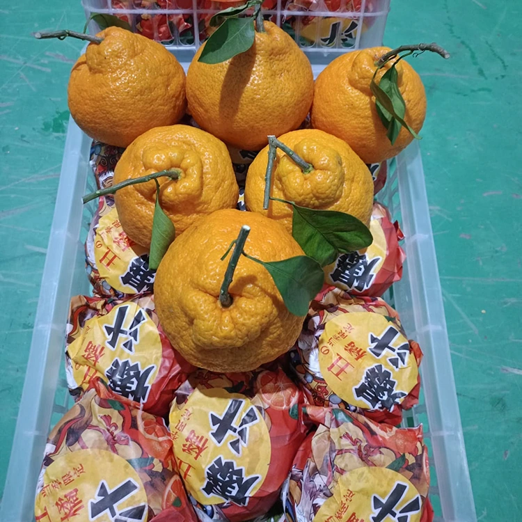 Shiranui Mandarin fou