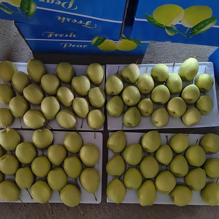 Faanatura Sweet Shandong Pears