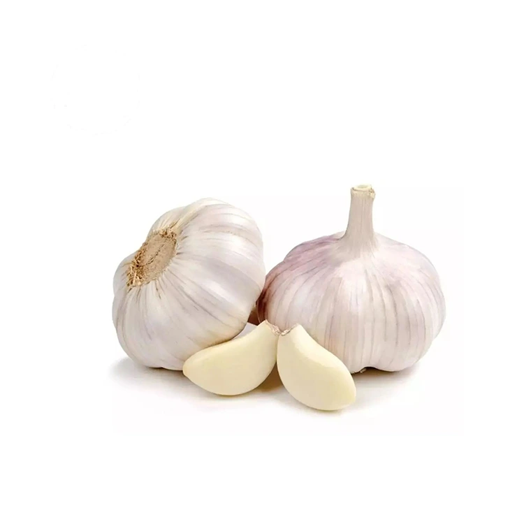 Premium Firm ma Plump Normal White Garlic