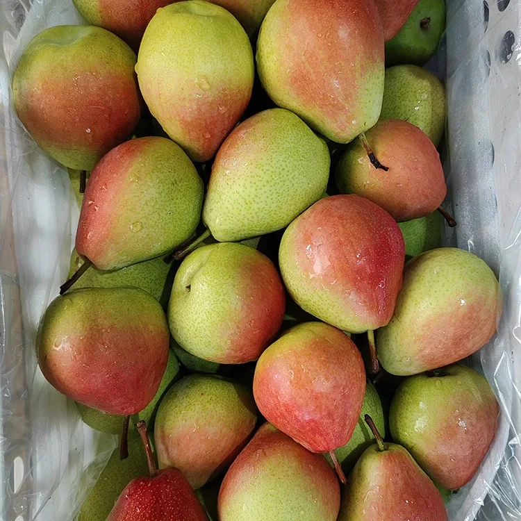Fa'amatagofie-Lima Filifilia Mata-Pu'e Iila-Mula Iulai Red Pear