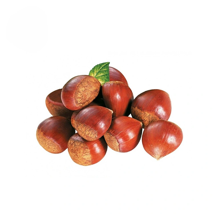Chestnuts Lelei Sili