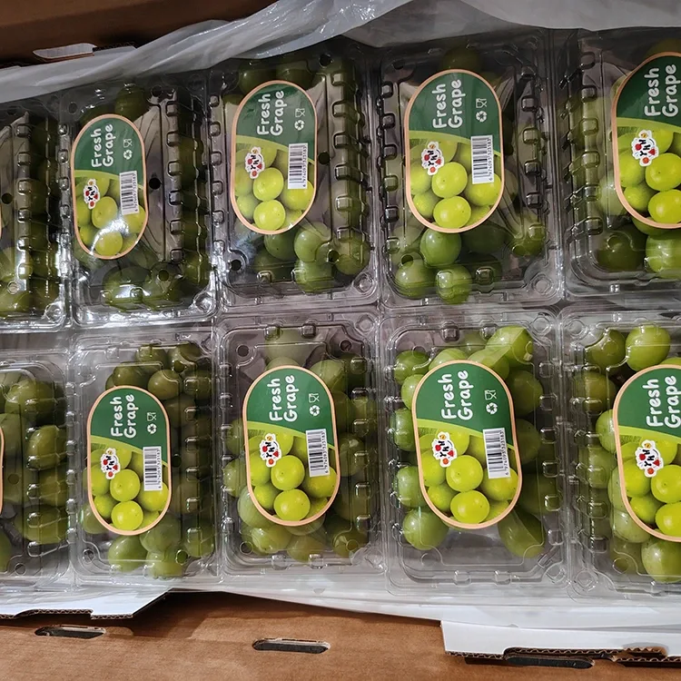 Fuivine Muscat Fu'a Filifilia