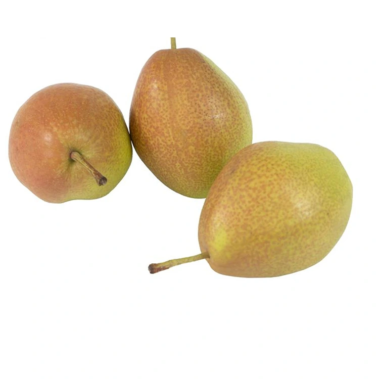 Tulaga Sili Fou Hongxiangsu Pears